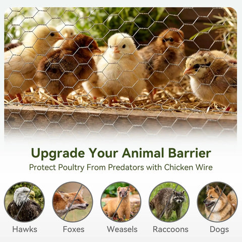 Chicks behind Chicken Wire Fencing Hex Mesh Roll 16 Inch By 50 Foot Galvanized Poultry Netting for protection.