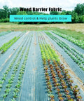 Heavy Duty 6 By 300 Ft Weed Barrier Landscape Fabric used in garden rows to control weeds and support plant growth.