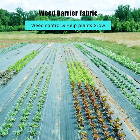 Heavy Duty 6 By 300 Ft Weed Barrier Landscape Fabric used in garden rows to control weeds and support plant growth.