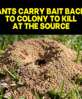 Pro Grade Indoor Ant Colony Buster Bait Stations For Households That Straight Up Wipe Out Worker Ants And Queen visible ant hill with ants carrying bait