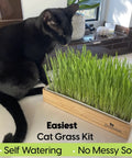 Easy Setup Self Watering Cat Grass Kit Lets You Grow Fresh Living Cat Grass At Home In Five To Seven Days No Soil No Mess Organic Wheatgrass Seeds Large Reusable Indoor Tray For Indoor Cats with a black cat next to green wheatgrass in a tray on a kitchen counter.