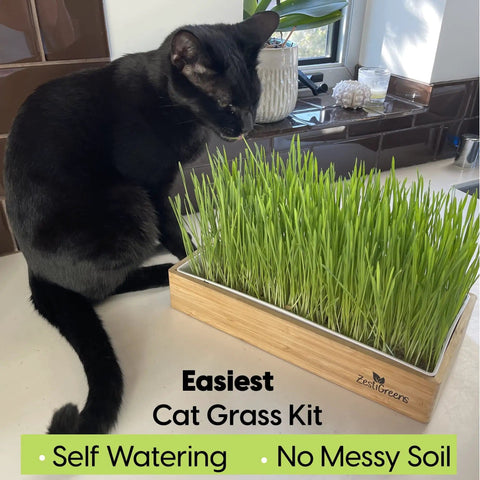 Easy Setup Self Watering Cat Grass Kit Lets You Grow Fresh Living Cat Grass At Home In Five To Seven Days No Soil No Mess Organic Wheatgrass Seeds Large Reusable Indoor Tray For Indoor Cats with a black cat next to green wheatgrass in a tray on a kitchen counter.