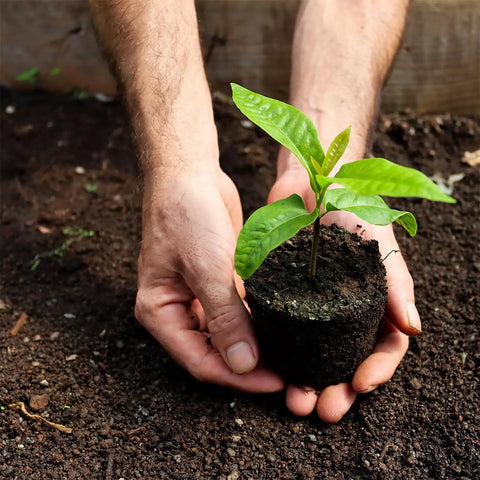 Hands planting a small green plant in soil, illustrating planting depth with 5 In 1 Bulb Planter Weeder Sod Plugger Soil Sampler Flower Planting Tool