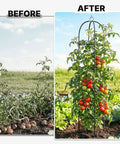 Heavy Duty Metal Climbing Plant Trellis Outdoor Freestanding Six Point Three Foot Tall Upgrade 100 Percent Metal With Powder Coating Built Tough For Roses Flowers Grapes Peas Cucumbers Tomatoes Cage before and after use in garden.