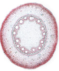 Monocot Root Cross Section Prepared Microscope Slide Stained For Clear Tissue Visualization On 25x77mm Glass Slide Showcasing Epidermis Cortex Pith And Vascular Bundles For Educational Lab Demonstrations.
