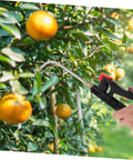 Extended Wand Sprayer Handle Replacement For Garden And Home Use Compatible With Backpack Sprayers Easy Install Fine Mist Atomization For Efficient Crop Management Stainless Steel spraying citrus trees