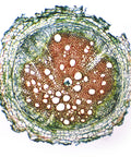 Prepared Herbaceous Root Cross Section Microscope Slide Glass Slide With Stained Plant Tissue Structures For Crystal Clear Root Anatomy Visualization Pro Grade Quality And Easy Magnification, stained root cross-section