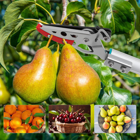 32 Inch Pole Pruner With Long Reach No Ladder Required For Safe Pruning One Hand Use Trimming Pears