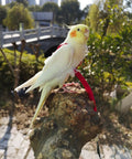 Cockatiel with Adjustable Bird Harness With 80 Inch Leash For Parrots And Cockatiels, Outdoor Flying Kit, sitting on branch