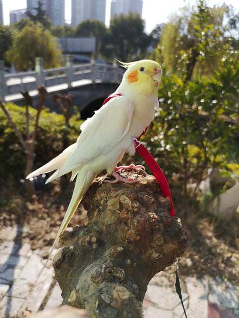 Cockatiel with Adjustable Bird Harness With 80 Inch Leash For Parrots And Cockatiels, Outdoor Flying Kit, sitting on branch