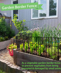 Installed 10 Pack No Dig Animal Barrier Fence For Gardens And Yards Rustproof Metal Bottom Blocker Border Fence Seventeen Inch High And 10Ft Long Decorative Outdoor Fence For Dogs Cats Rabbits Chickens And Other Pets surrounding garden beds.