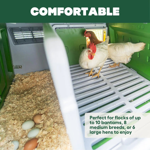 Interior view of large plastic chicken coop with hens and eggs, focusing on easy cleaning and secure hen house features.