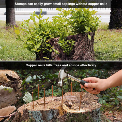 20 Pcs Pure Copper Nails For Killing Trees Kit 3.5 inch spikes shown in tree stump with hammer in use.