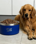 Hella Durable Double Wall Insulated Dog Bowl Made From Premium Stainless Steel Featuring A Slick Non Slip Bottom And Spill Proof Rim Design That Is Dishwasher Ready For Every Sized Pet In Cool Blue with dog lying nearby.