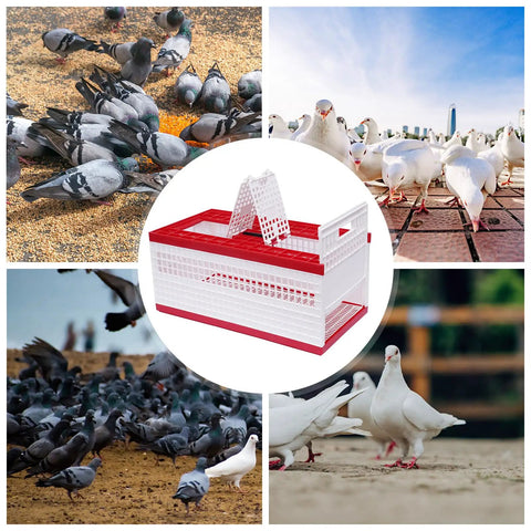 Breathable Pigeon Carrier Cage For Travel And Training displayed with flocks of pigeons, plastic folding design, red and white color.