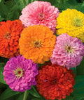 Giant Flowered Zinnia Seeds Mix In Bright Colors Pack Of 375 For Full Sun Gardens Plants Reach About 26 Inches Tall