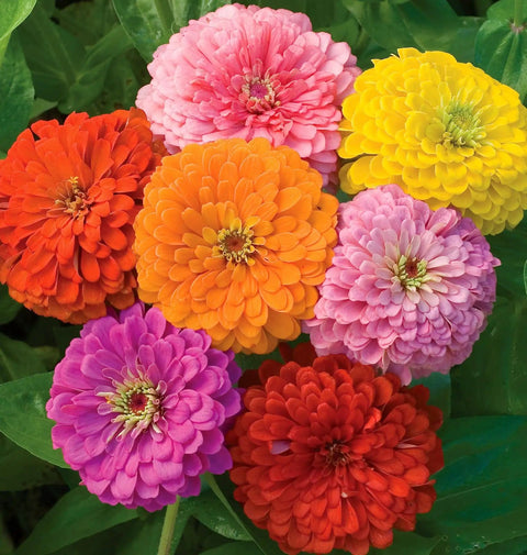 Giant Flowered Zinnia Seeds Mix In Bright Colors Pack Of 375 For Full Sun Gardens Plants Reach About 26 Inches Tall