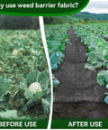 Side-by-side image showing before and after using Heavy Duty Weed Barrier Fabric For Gardens And Lawns, 3.2 x 16.4 ft.