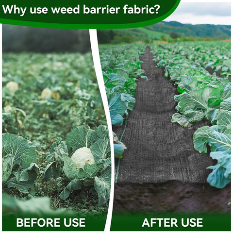 Side-by-side image showing before and after using Heavy Duty Weed Barrier Fabric For Gardens And Lawns, 3.2 x 16.4 ft.