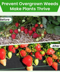 Before and after of strawberries using Heavy Duty Weed Barrier Fabric 3.2oz Landscape Material for Garden Beds and Driveways.