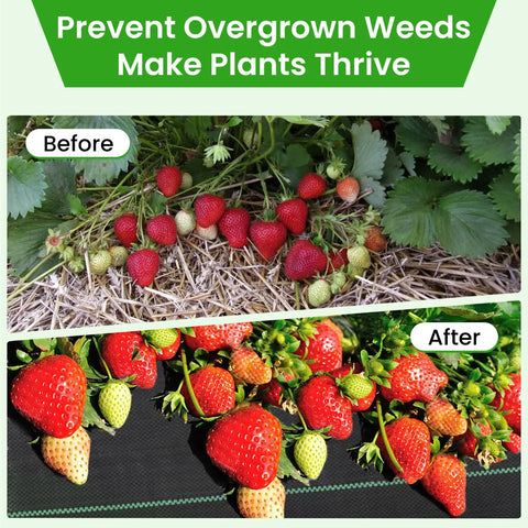Before and after of strawberries using Heavy Duty Weed Barrier Fabric 3.2oz Landscape Material for Garden Beds and Driveways.