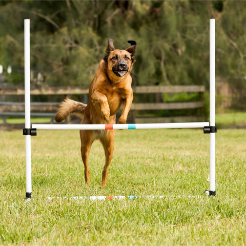 Dog jumping over Dog Agility Jump Bars Set Of Four With Adjustable Heights And 36 Inch Wide Spacing, Durable Stands For Indoor And Outdoor Training