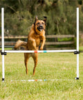 Dog jumping over bar jump from Dog Agility Starter Set With Hoop Jump, Weave Poles, And Bar Jump For Backyard Training