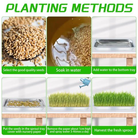 Planting methods using Six Pack Stainless Steel Seed Starter Trays For Germination Seedlings And Water Collection Durable Nursery Trays.