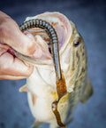 Angler holding bass with Plum Power Worm Soft Plastic Fishing Bait With Irresistible PowerBait Formula And Classic Curly Tail Profile, 10 Inch