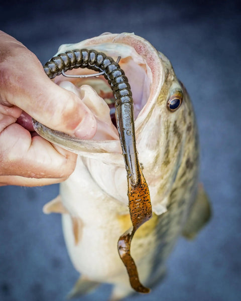 Angler holding bass with Plum Power Worm Soft Plastic Fishing Bait With Irresistible PowerBait Formula And Classic Curly Tail Profile, 10 Inch