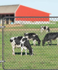 304 Stainless Steel Heavy Duty Gate Hinges 4 Pack installed on chain link fence with cows in the background
