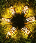 Outdoor Solar Torch Lights 6 Pack With Realistic Flickering Flame Effect Waterproof Pathway Lights arranged in a star pattern on grass