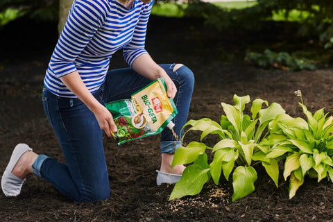 Person applying Bug Geta Snail And Slug Killer 2 Slug Bait That Stays Effective After Rain For Up To 3 Weeks 6 Lb in garden
