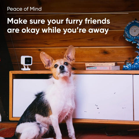 Dog sitting near a shelf with Indoor And Outdoor Plug In Smart Security Camera With AI Motion Alerts WiFi Home Surveillance