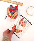 Life Size Human Heart Model Hands On With 34 Labeled Structures And Two Part Magnetic Design Mounted On Base Includes Anatomy Study Manual For Medical Students And Educational Labs with manual
