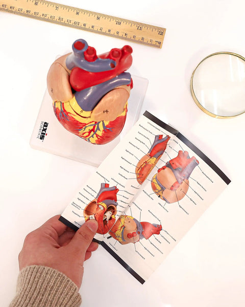 Life Size Human Heart Model Hands On With 34 Labeled Structures And Two Part Magnetic Design Mounted On Base Includes Anatomy Study Manual For Medical Students And Educational Labs with manual