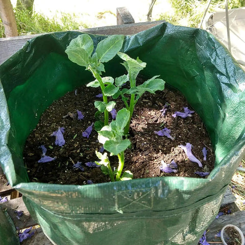 4 Pack 10 Gallon Grow Bags With Flap And Handles For Vegetables And Fruits Durable PE Planter Pots For Potatoes Onions Tomatoes And Carrots Ventilated Sides And Bottom Easy Check Window Green with plant growing