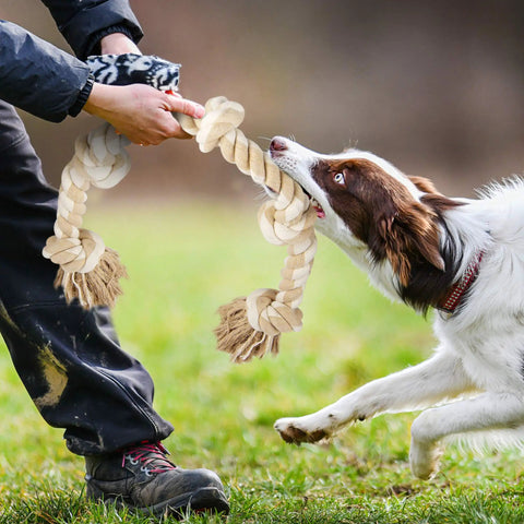 Dog playing tug with Indestructible Rope Toy For Heavy Chewers, 3 Feet Long With 5 Knots, Tough Cotton Tug Of War Toy