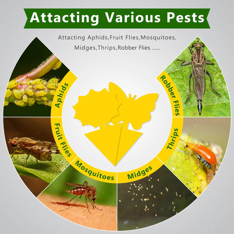 Visual showing pests attracted to Ultra Thick Yellow Sticky Traps For Fruit Flies And Fungus Gnats With 48 Pack.