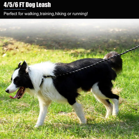 Border collie on 2 Pack Heavy Duty Dog Leashes With Padded Handle And Reflective Nylon Rope For Small Medium And Large Dogs.