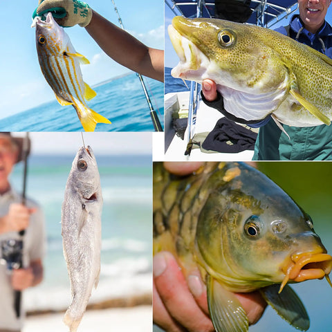 Variety of fish caught using Pyramid Sinkers For Surf Fishing And Saltwater Tackle, Durable Weights For Sand, Currents, And Pier Fishing.