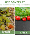 Before and after using 4 Ft By 100 Ft Weed Barrier Landscape Fabric 3.2 Oz Heavy Duty Woven Geotextile, showing strawberries' growth.