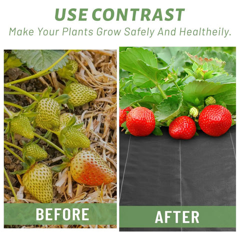 Before and after using 4 Ft By 100 Ft Weed Barrier Landscape Fabric 3.2 Oz Heavy Duty Woven Geotextile, showing strawberries' growth.