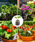 Collage of flowers and vegetables grown using 50 Pack 35mm Seed Starter Peat Pellets For Seedlings Easy Transplanting Garden Soil Pods