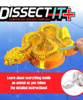 Rattlesnake Dissection Kit for Kids Kid Friendly Hands On STEM Science Toy With Carvable Model Dissecting Tray Plastic Tools And Synthetic Gelatin Material For Safe No Live Animal Learning For Ages Six And Up, close-up of dissection tray
