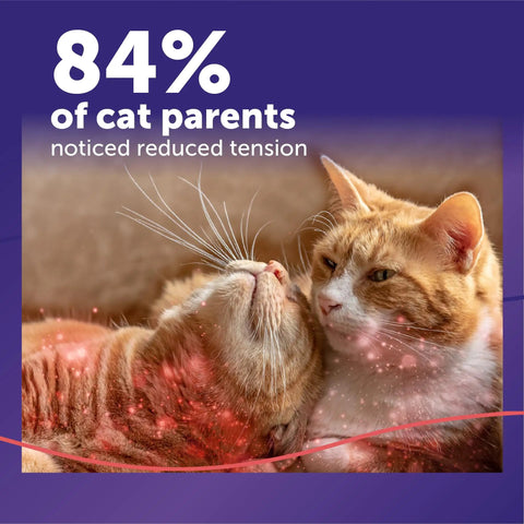 Two cats relaxing with "84% of cat parents noticed reduced tension" text, illustrating Calming Plug In Diffuser Starter Kit For Cats 30 Day Pheromone Diffuser Helps Cut Cat Drama And Tension In Multi Cat Households For A Chill Stress Free Peaceful Home 48ml.