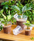 Clear 4 Inch Plant Pots With Drainage Holes, High Transparency Plastic Nursery Pots With Seedlings On Wooden Table