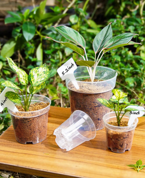 Clear 4 Inch Plant Pots With Drainage Holes, High Transparency Plastic Nursery Pots With Seedlings On Wooden Table