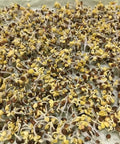 Sprouting seeds on Germinating Growing Paper For Seed Sprouting And Microgreens Planting Paper 7.8 By 11.4 Inches 150 Count Perfect For Home