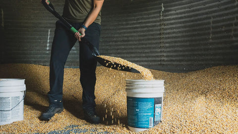 Person using Scoop Shovel With Lightweight Aluminum Head Ergonomic No Slip H Grip D Handle And Fiberglass Core for moving grain.